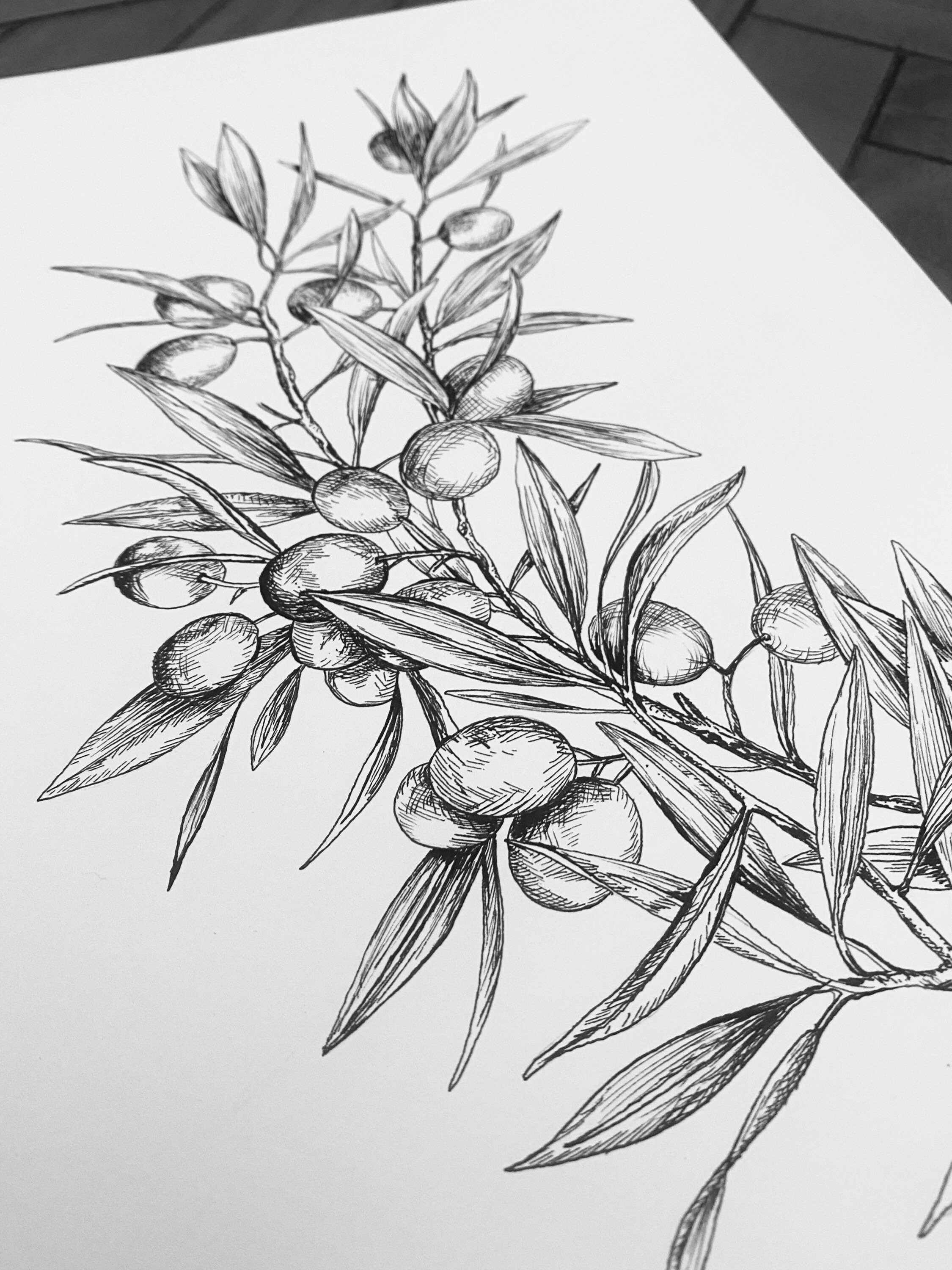 Original Olive Branch Ink Drawing 297x210mm Etsy