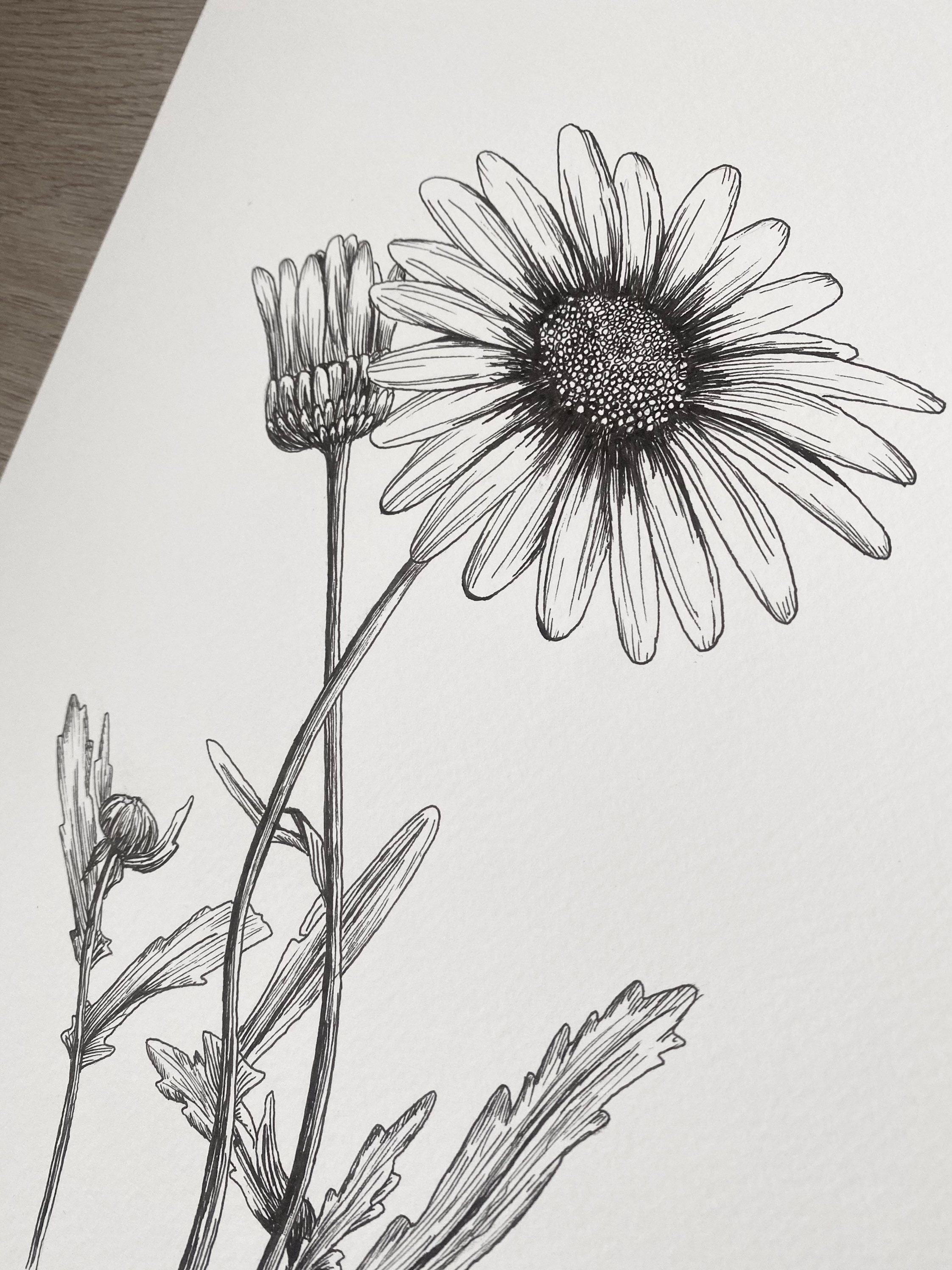Original Daisy Ink Sketch April Birth flower 297x210mm A4 | Etsy