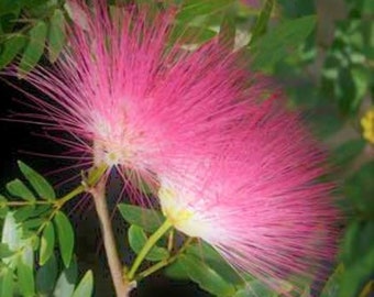Pink Powder, Mini Mimosa Bush Calliandra haematocephala 8-10-Inch Starter Plants