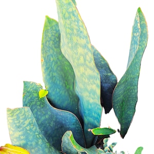 Whale Fin Snake Plant Dracaena Masoniana 2-Ft. Tall Massive Plant Offer, Largest on the market
