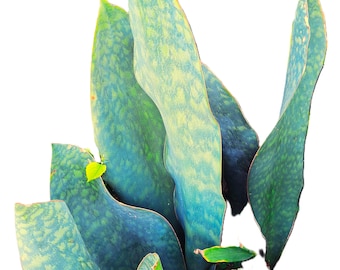 Whale Fin Snake Plant Dracaena Masoniana 2-Ft. Tall Massive Plant Offer, Largest on the market