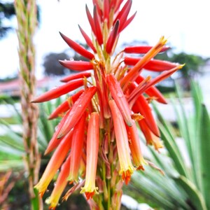 aloe vera filetieren 6er-Set aloepur: Reiner Bio Aloe Vera Saft main image 0