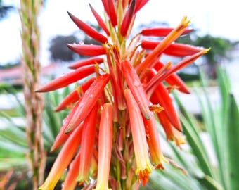 Aloe Aristata Blue Lace Aloe Torch Plant Fresh from Florida.