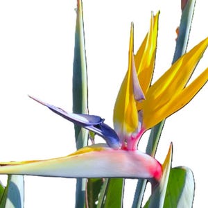 Peut inclure: Une fleur d'oiseau de paradis aux pétales jaunes, oranges et bleus vifs. La fleur a une forme distinctive, avec des pétales longs et pointus et une structure proéminente en forme de bec. Des feuilles et des tiges vertes sont également visibles.