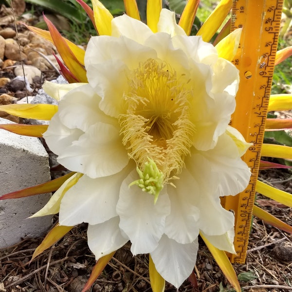 Giant Pitaya De Tortuga Dog Tail Cereus testudo 2 Cuttings Grows 7Ft with 6"inch Blooms