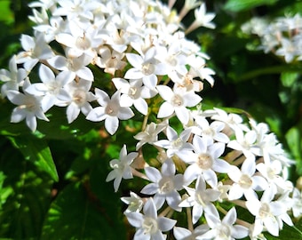 Vita egyptiska stjärnor Pentas 25 cm blommande växter