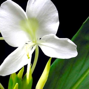 Peut inclure: Gros plan d'une fleur blanche aux pétales délicats et au centre jaune. La fleur se détache sur un fond noir, avec une grande feuille verte dans le coin. Les pétales de la fleur sont lisses et légèrement translucides.