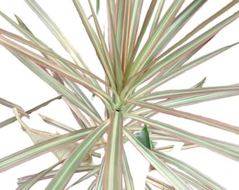 große künstliche palmen Künstliche Palme 180 cm Areca Palme Kunstpalme KP204 Kunstpflanze main image 0