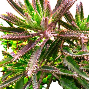 Könnte beinhalten: Eine Kalanchoe-Pflanze mit länglichen, gezackten Blättern in einem panaschierten Muster aus tiefem Grün und rötlich-violetten Tönen. Das sukkulente Laub wächst in einem dichten, strahlenden Büschel mit kleinen Pflänzchen an den Blatträndern.