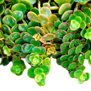 May include: A close-up shot of a green succulent plant with small, rounded leaves. The plant has a cascading growth pattern, with some leaves showing a speckled texture. The image is well-lit, highlighting the plant's fresh, healthy appearance.
