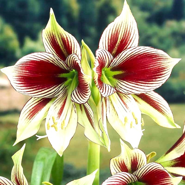 Papilio Butterfly Amaryllis Plus Samba and White Nymph Seeds For Landscaping.