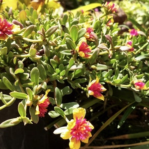 Purslane "Morning Star"  Organic Edible  10" Cascading Plant.