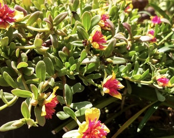 Purslane "Morning Star"  Organic Edible  10" Cascading Plant.