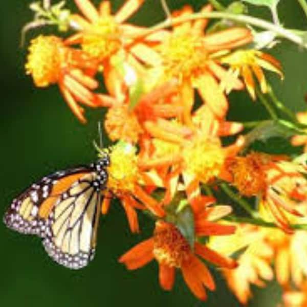Mexican Flame Vine Fragrant Pollinator Attracts Butterflies and Night Moths.