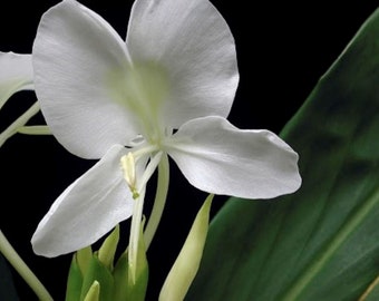 Hawaiian White Fragrant Butterfly Ginger Plants Three Plants (2).