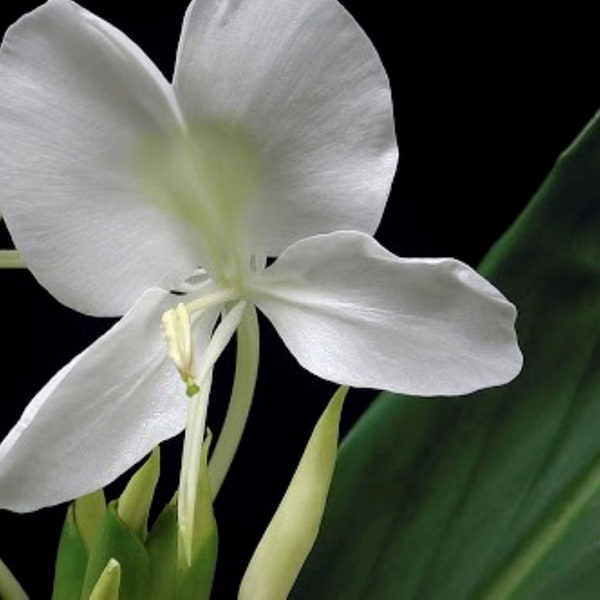 Hawaiian White Fragrant Butterfly Ginger Plants Three Plants (2).