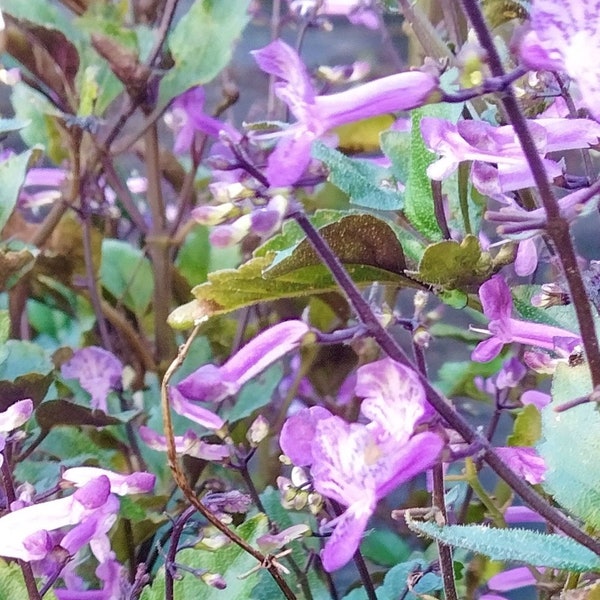 Plectranthus Mona Lavender Houseplant.