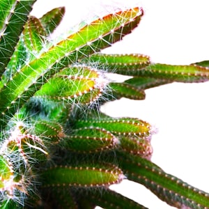 May include: Close-up of a green cactus with white spines and a white background. The cactus has a segmented structure with small, brown-tipped sections. The spines are fine and hair-like, creating a textured appearance. The plant's vibrant green color contrasts with the white background.