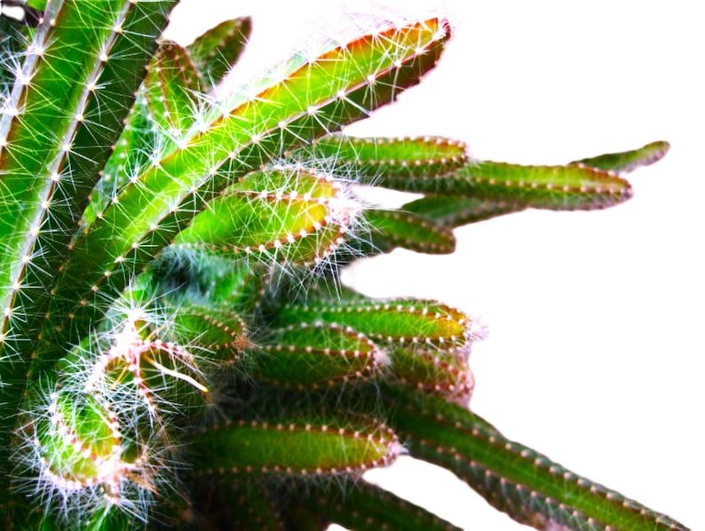 May include: Close-up of a green cactus with white spines and a white background. The cactus has a segmented structure with small, brown-tipped sections. The spines are fine and hair-like, creating a textured appearance. The plant's vibrant green color contrasts with the white background.