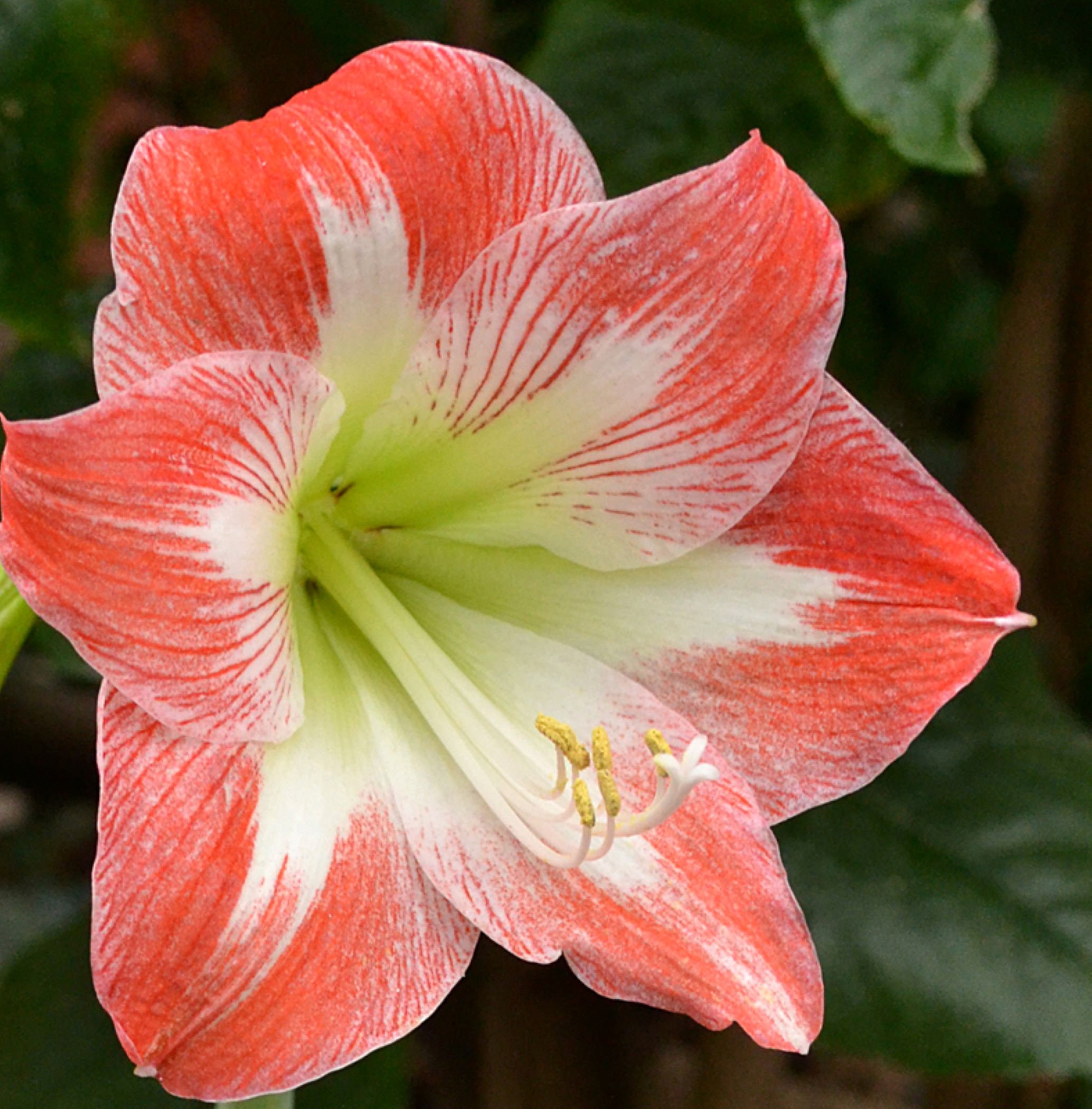 Amaryllis Samba | White Flower Farm