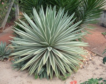 Caribbean Agave Angustifolia Grand Variegated 5" Plant Or Seeds.