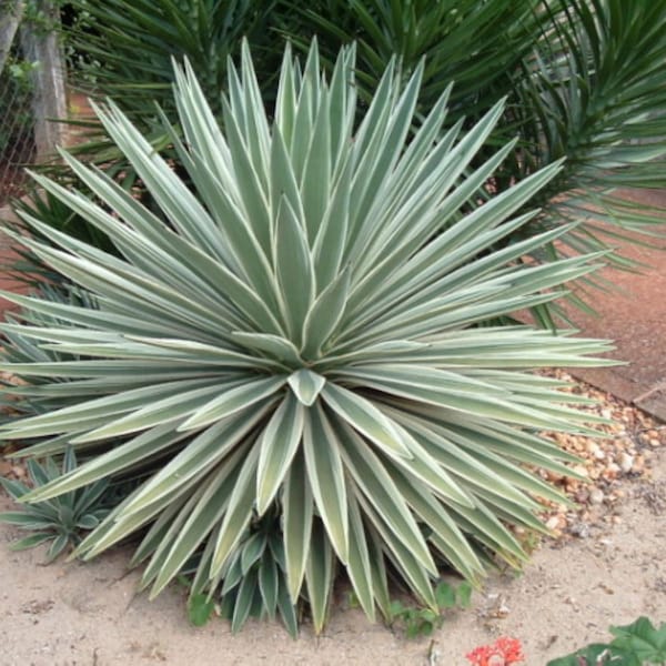 Caribbean Agave Angustifolia Grand Variegated 5" Plant Or Seeds.