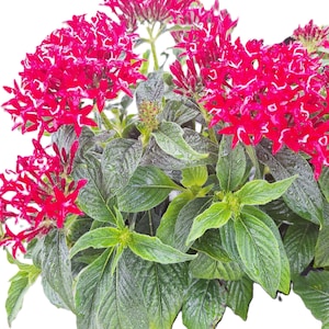 May include: A close-up of a vibrant plant with clusters of bright red, star-shaped flowers. The plant has large, green leaves with a slightly textured surface. The flowers are in full bloom, creating a striking contrast against the green foliage.