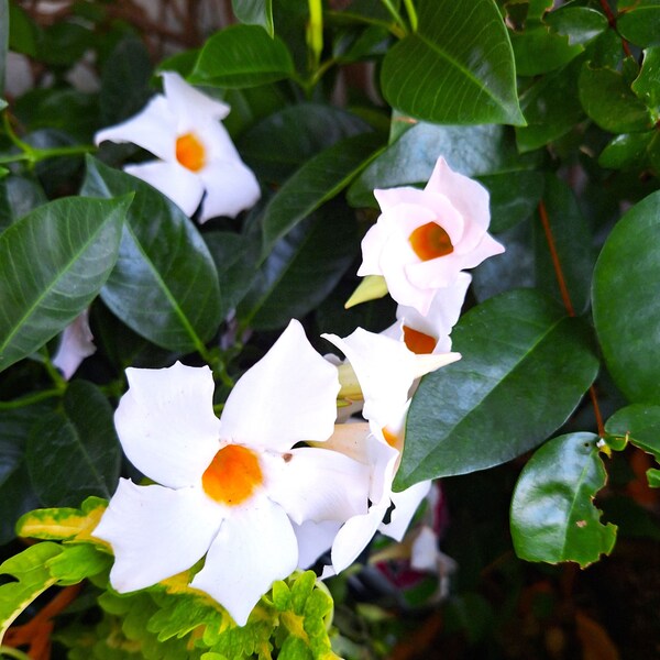 Mandevilla Dipladenia Rock Trumpets Brazilian Jasmine WHITE 14" Plant.