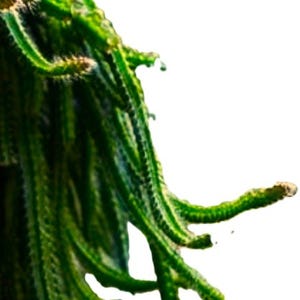 Dog Tail Cactus – Strophocactus testudo – 3 Rooted Stems – Cascading Tropical Cactus Plant image 3