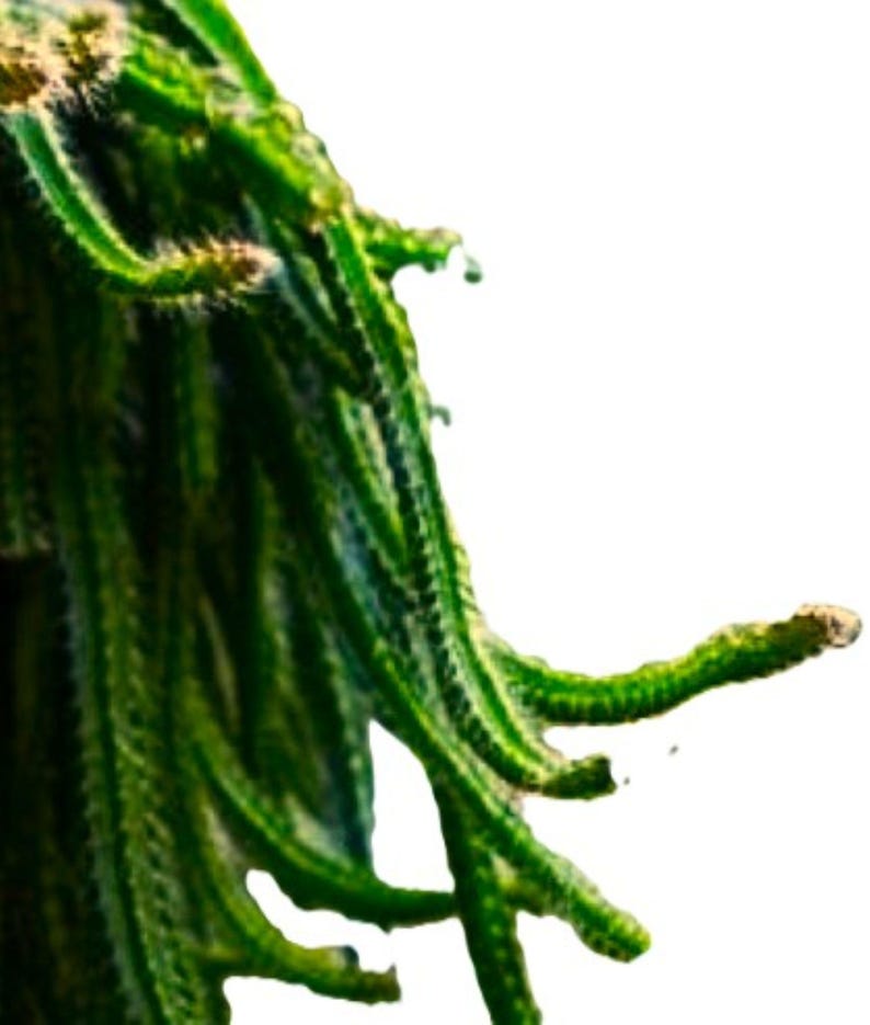 Dog Tail Cactus – Strophocactus testudo – 3 Rooted Stems – Cascading Tropical Cactus Plant image 3
