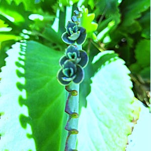 Mother of Thousands Succulent – Kalanchoe daigremontiana – 4–5″ Rooted Live Plant