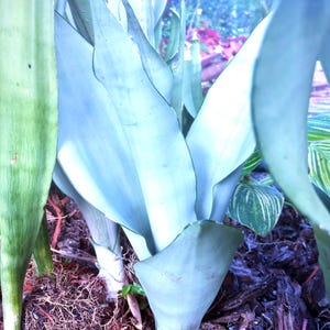 Moonshine Snake Plant 5–8” Rooted Starter Silver Sansevieria Live Houseplant Easy Care