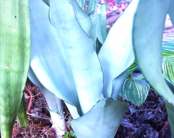 Moonshine Schlangenpflanze 15-20 cm verwurzelte Starter Silber Sansevieria Live Zimmerpflanze Pflegeleicht