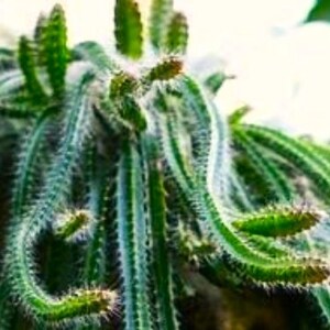 May include: Close-up of a green cactus with long, slender stems and small, spiky protrusions. The cactus has a fuzzy, white coating and is set against a blurred background. The plant's unique shape and texture are highlighted.