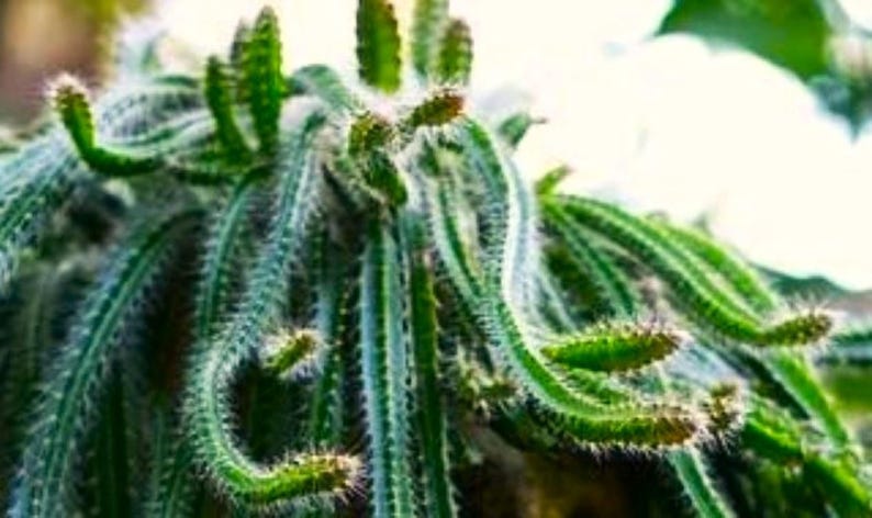 May include: Close-up of a green cactus with long, slender stems and small, spiky protrusions. The cactus has a fuzzy, white coating and is set against a blurred background. The plant's unique shape and texture are highlighted.