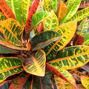 Bright Colorful Tropical 15" Petra Croton Plants Ship within 24 Hours to You.