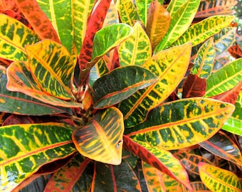 鮮やかでカラフルな熱帯植物、ペトラクロトン（15インチ）を24時間以内にお届けします。