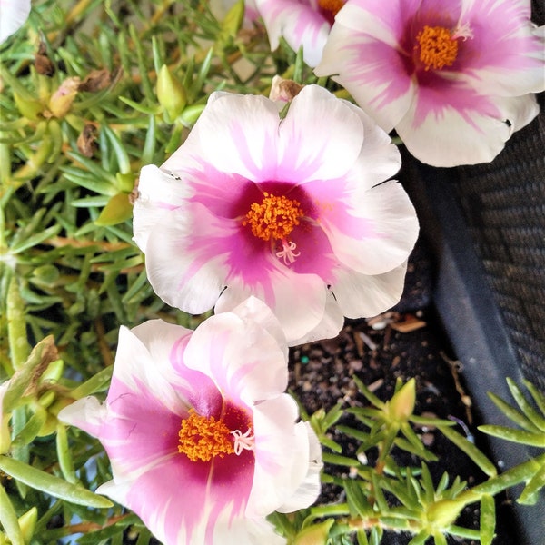 Plantas de rosas de musgo de Portulaca rosa y crema real.