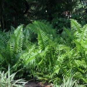 Large Organic Macho Fern (2) Nephrolepis Biserrata Air Purification Plants.