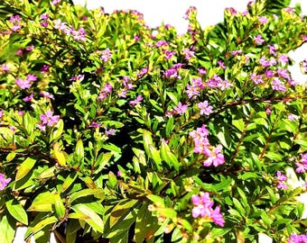 Cuphea Mexican Purple Heather Elfin Herb Pollinator.