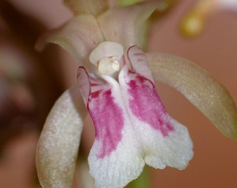 Florida's African Spotted Orchid Oeceoclades Maculata "Ladies Secret" or "Monks Orchid".