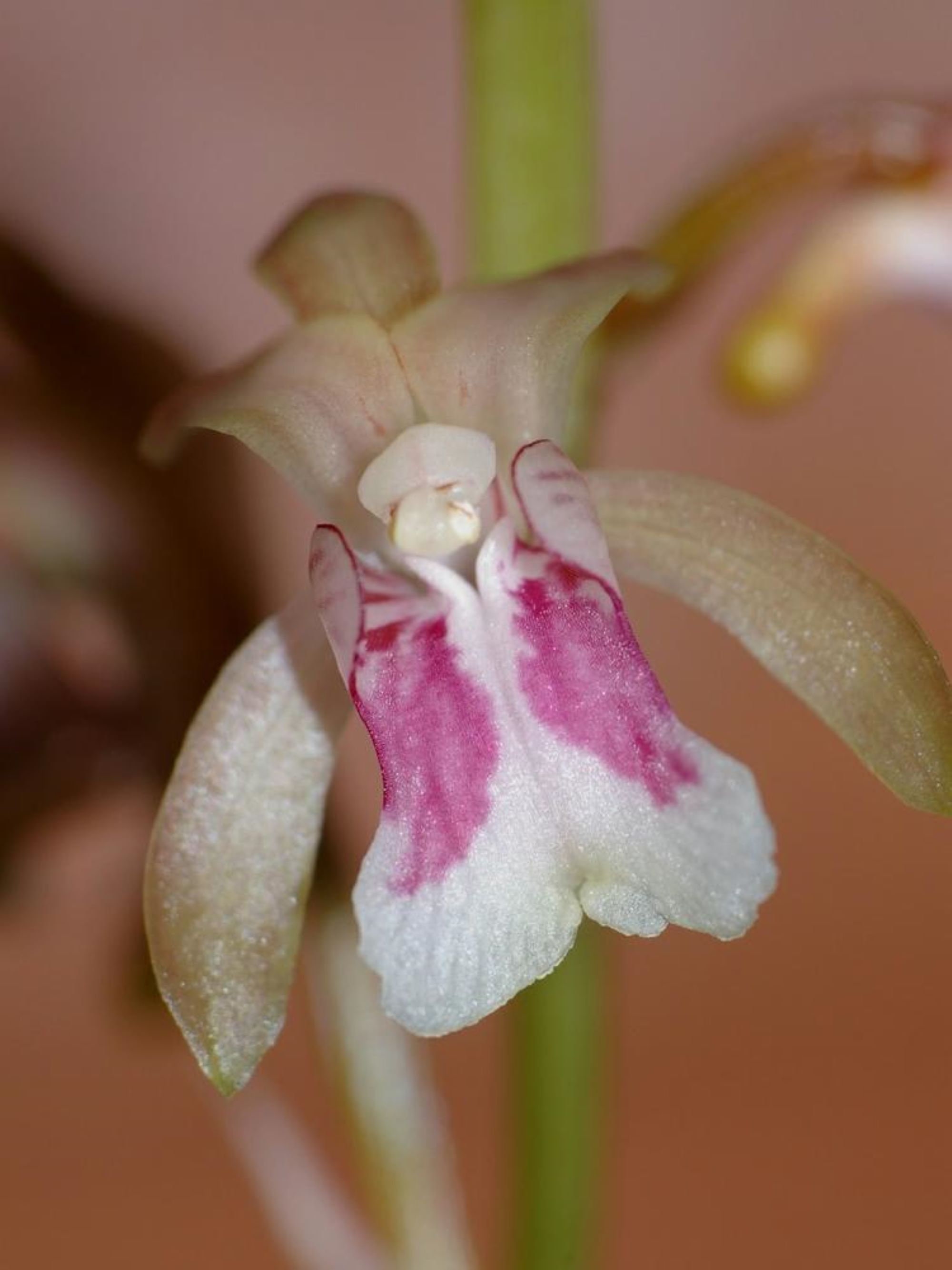 Florida's African Spotted Orchidoeceoclades Maculata - Etsy Australia