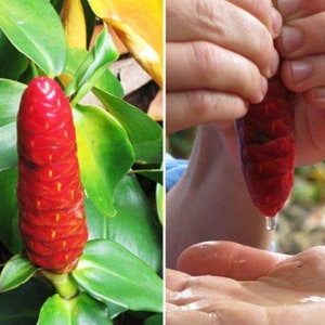 Indian Head Ginger French Kiss Two (2) Rooted Stems that Grow up to 4 Ft.