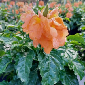 May include: A vibrant orange Crossandra flower, with multiple layers of petals and a yellow centre, is shown in close-up. The flower is wet with droplets, set against a backdrop of green leaves and other orange flowers. The image is taken outdoors.