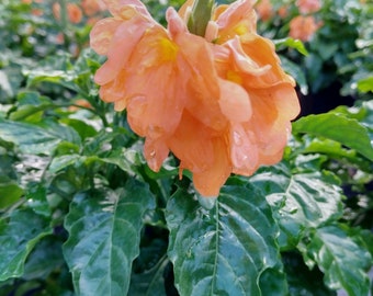 Tropical Marmalade Crossandra Infundibuliform Blooming Ships from Florida.