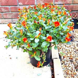 Organic Purslane Scarlet Rose Plant Edible Cascading Herb or Ornamental. image 4