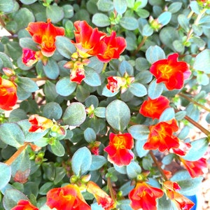 Organic Purslane Scarlet Rose Plant Edible Cascading Herb or Ornamental. image 3