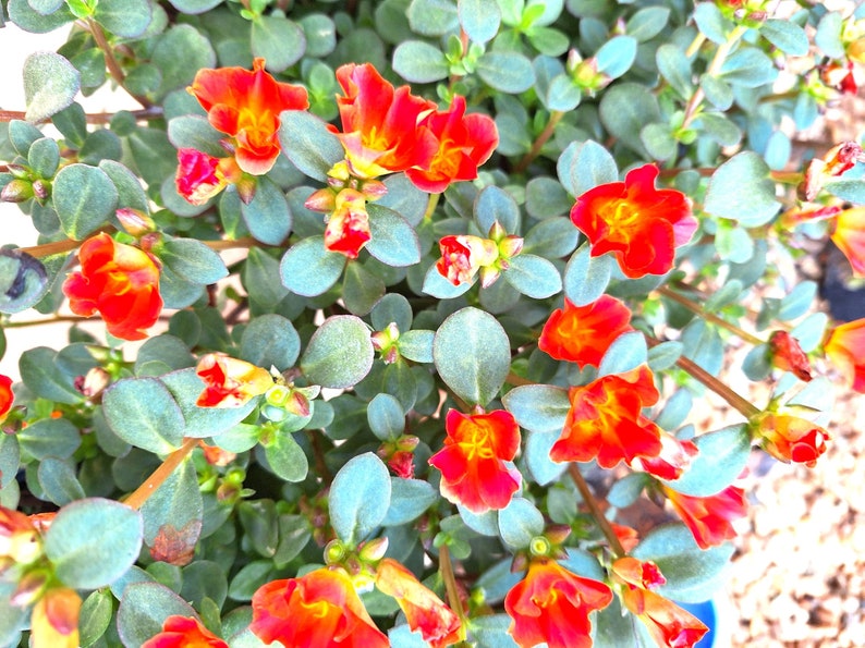 Organic Purslane Scarlet Rose Plant Edible Cascading Herb or Ornamental. image 3