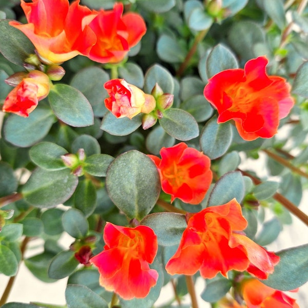 Organic Purslane "Scarlet Rose" Plant Edible Cascading Herb or Ornamental.