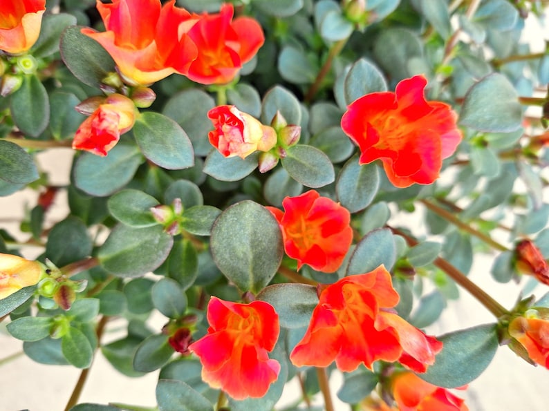 Organic Purslane Scarlet Rose Plant Edible Cascading Herb or Ornamental. image 1